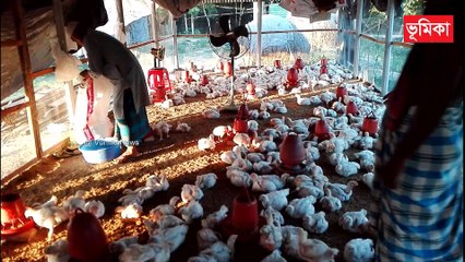 Broiler Poultry Farm