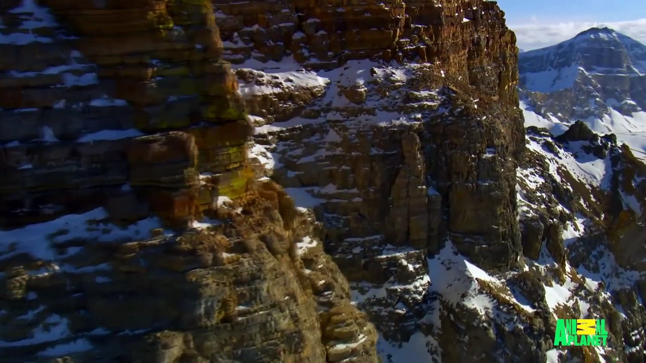 Baby Mountain Goat Learns To Follow In His Mother's Footsteps - North America