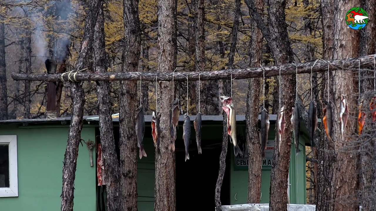 Воришка горностай _ Stoat, the Little Thief