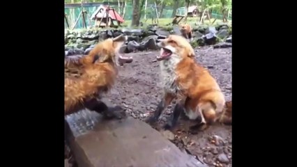 SI TE RIES PIERDES (Casi IMPOSIBLE) #1 [2016]