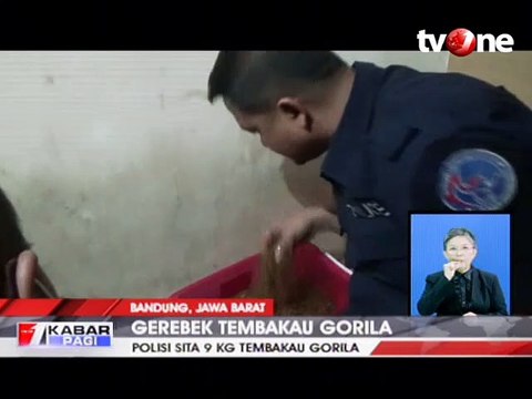 Gerebek Kontrakan, Polisi Temukan 9 Kg Tembakau Gorilla