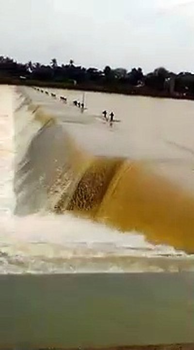 Mahanadi river