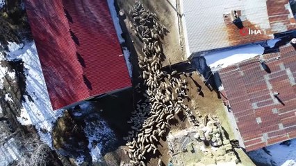 Baharın habercisi kuzular bahar gelmeden dünyaya geldi...Kuzular anneleriyle böyle buluştu