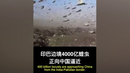 Pakistan'daki çekirge ordusuna karşı ördek ordusu