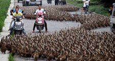 Çin, Pakistan'daki çekirge istilasına yardım için 100 bin ördek yolluyor