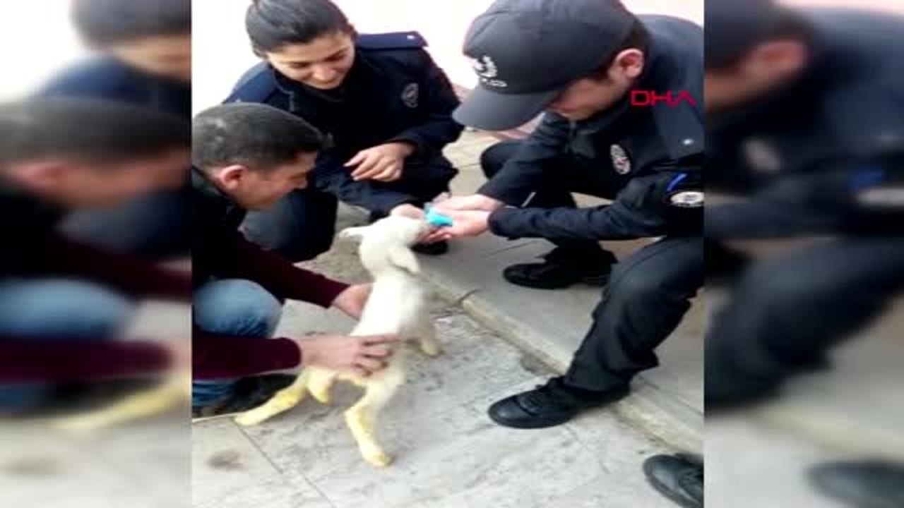 Polis, olay yeri incelemede kullanılan eldivenle kuzuya süt içirdi