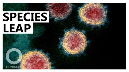 Explainer: how coronaviruses spread from animals to humans