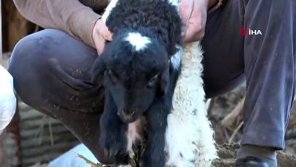 Enkazdan 4 Gün Sonra Canlı Çıkarılan Kuzuya Sevgi Öpücüğü