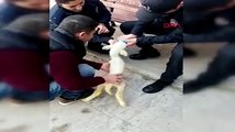Polis, olay yeri incelemede kullanılan eldivenle kuzuya süt içirdi