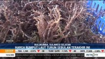 Virus Corona Tekan Harga Rumput Laut Indonesia