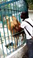 Parc Hann : il s'amuse à caresser le Lion en chantant le Prophète
