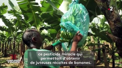 "Une pollution faite sciemment pour sauver les intérêts des planteurs" ? "Complément d'enquête" revient sur le scandale du chlordécone aux Antilles