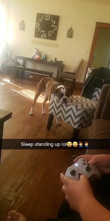 Doggo Falls Asleep While Standing Up