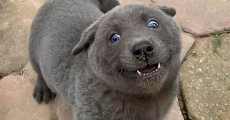 Ce chien hybride, qui ressemble à un chat pour certains, est devenu la star des réseaux sociaux au Vietnam