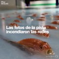 Peces congelados en un parque temático de Japón.