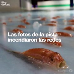 Peces congelados en un parque temático de Japón.