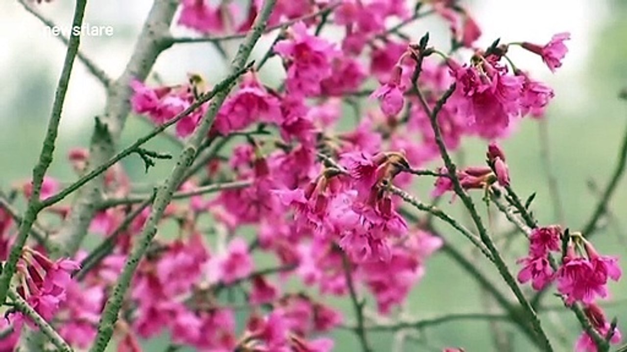 Tourists still visit park with over 1,000 blooming cherry blossoms amid coronavirus outbreak