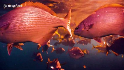 'Christ of the Abyss': Religious statue in Florida reef looks angelic