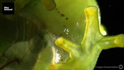 Así les late el corazón a las ranas de cristal