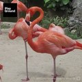 El equilibrio imposible de los flamencos por fin ha sido resuelto.