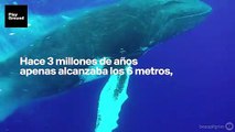 Las ballenas se convirtieron en gigantes para sobrevivir