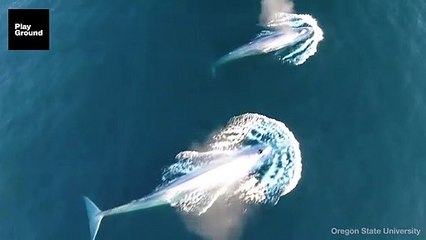 Así engulle una ballena azul a un ejército de crustáceos