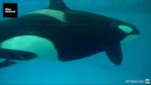 Rejas y aplausos para celebrar el nacimiento de una orca en cautividad