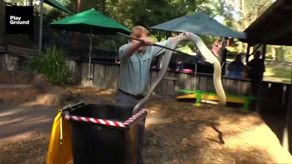 En Australia se ordeña el veneno de serpiente
