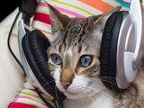 ¿Cuál es la mejor música para calmar a un gato?