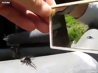 A spider reaction when it sees itself infront of a mirror Funny Video