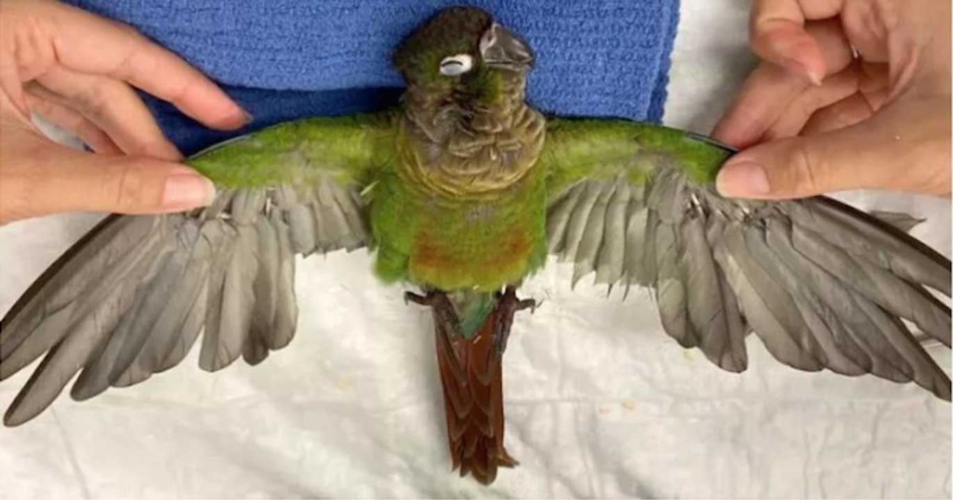 Grâce une greffe de plumes sur les ailes, ce perroquet peut voler à nouveau