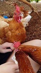 Fly Photobombs a Chicken Eating Ice Cream