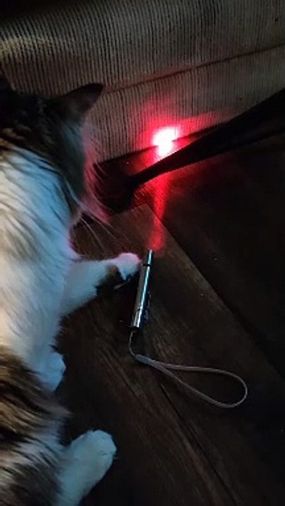 Kitty Finds out the Truth About Laser Pointers