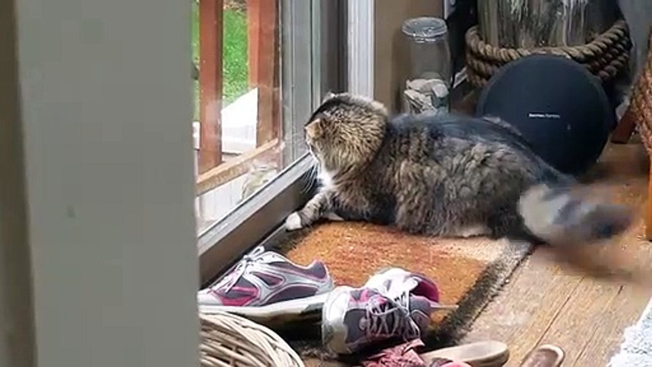 Chipmunk Taunts Cat Through A Glass Door Funny Video