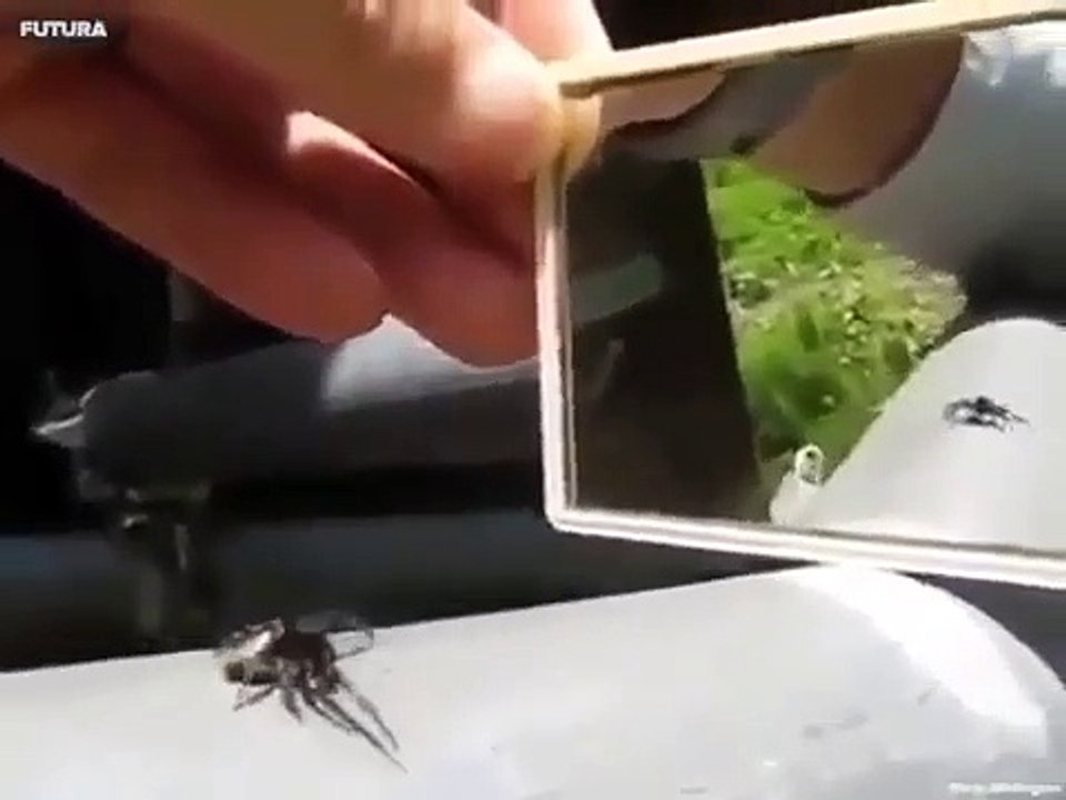 A spider reaction when it sees itself infront of a mirror Funny Video