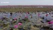 Hundreds of waterfowl land on lake of red lotus flowers in Thailand