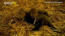 The Birth of These Baby Cheetahs at the Columbus Zoo is the First of its Kind