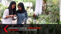 Unik Banget! Lukisan di Atas Kaktus