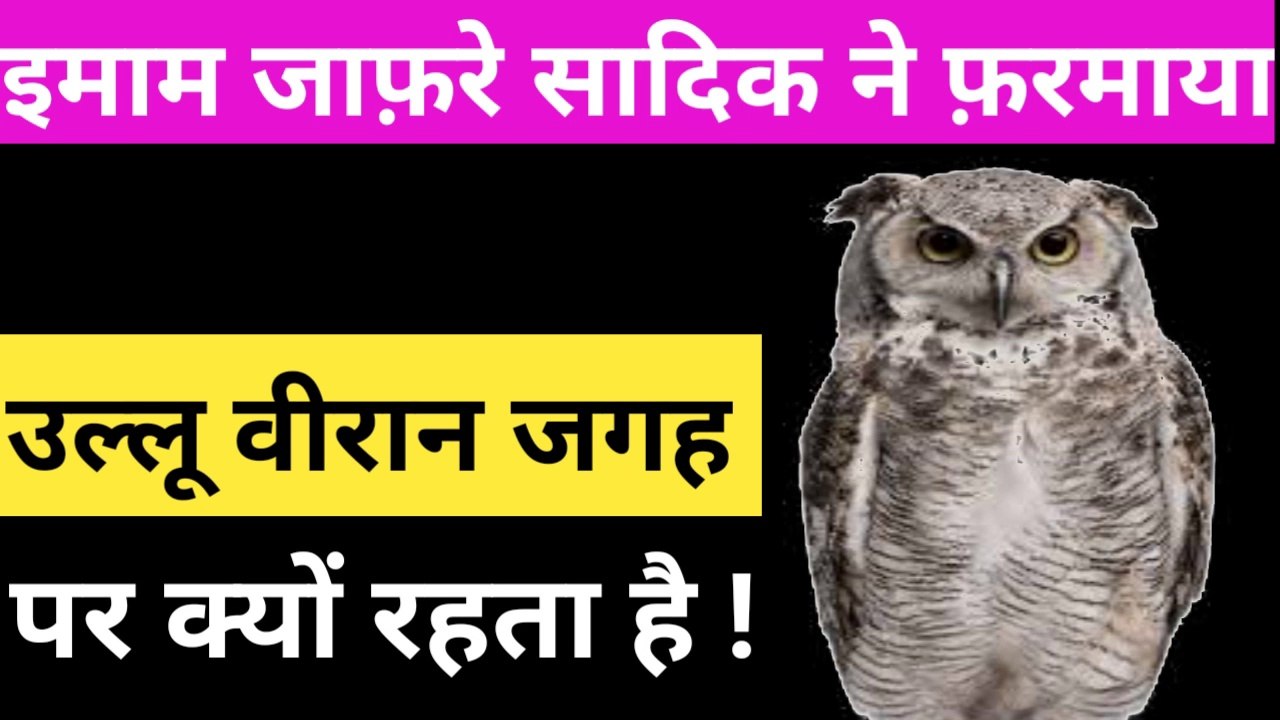 Ullu viran jagah par kyo rehta hai  l Hazrat Imam Ali As Quotes