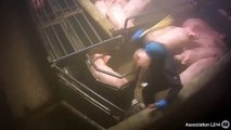 Cerdos maltratados en una granja de Francia