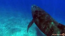 El ejército de ballenas jorobadas inquieta a la ciencia