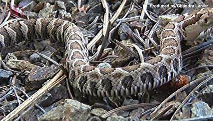 Over 150 Snakes are Removed from a Colorado Couple’s Home