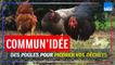 "Commun'idée" : en Sarthe, ce village a été le premier à offrir des poules pour réduire les déchets