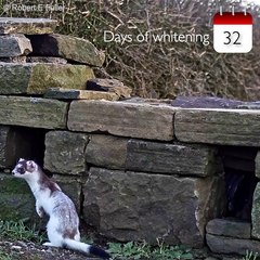 How a stoat turns white