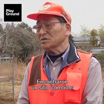 Jabalíes radioactivos: no es ciencia ficción, es una tragedia.