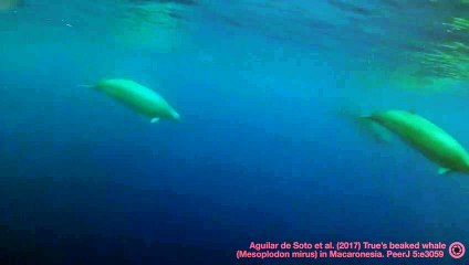 Graban por primera vez a las ballenas más escurridizas del océano