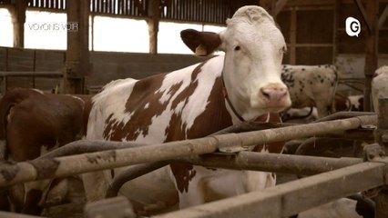 VOYONS VOIR - 27 FEVRIER 2020