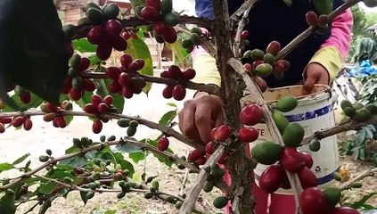 Bincang Republikopi: Kopi Sipirok Sejak 1820-an
