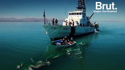 Une baleine piégée dans un filet, symbole d'une biodiversité en péril