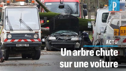 Vents violents à Paris : un automobiliste tué par la chute d’un arbre